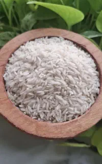 برنج طارم هاشمی محمودآباد امساله