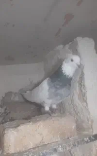 کبوتر گلفه