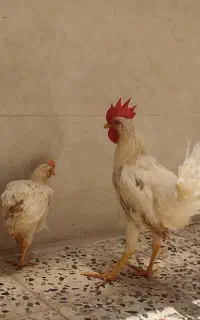جوجه مرغ و خروس