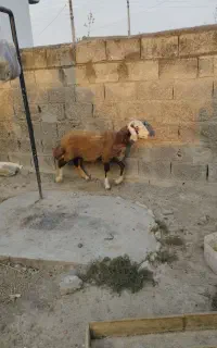 بروجردی