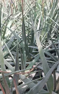 پاجوش و پایه مادری آلوئه ورا دارویی