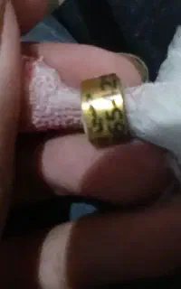 ۲تا کبوتر عالی