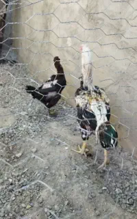 مرغ و خروس لاری
