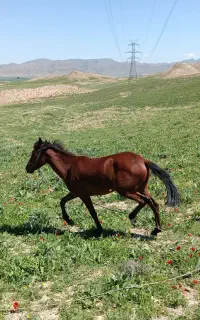 کره مادیان جوان