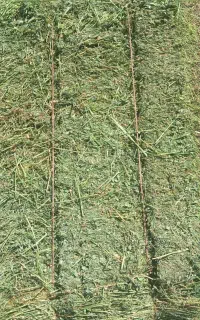 یونجه چین اول