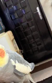 عروس هلندی گم شده
