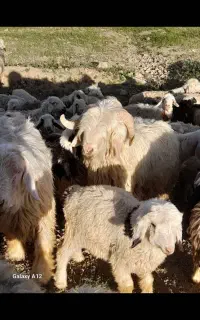 شیشک قوچ