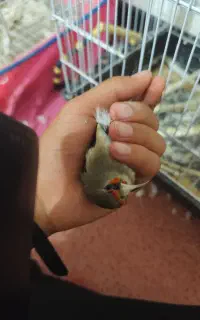 سقا نر معاوضه