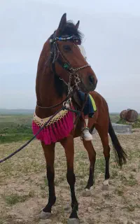 اسب تروبرد
