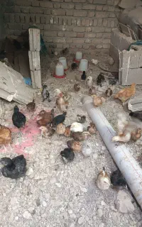 جوجه و مرغ کوردی اصلی