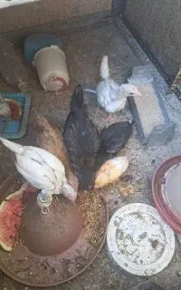 جوجه لاری