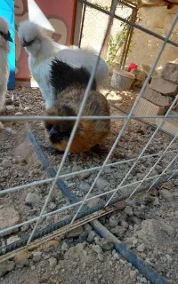 مرغ و خروس ابریشمی