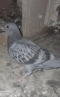 جوجه