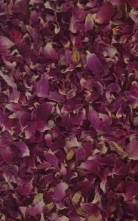 گل محمدی