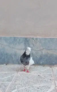 کبوتر