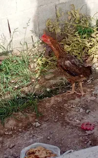 مرغ