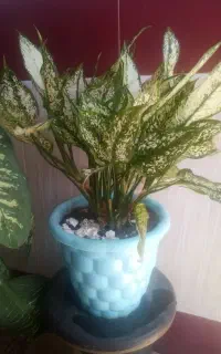 گل های خانگی