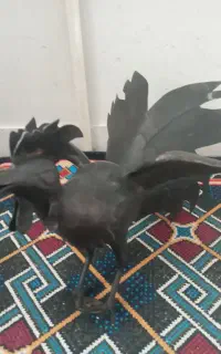 حیوان علامت