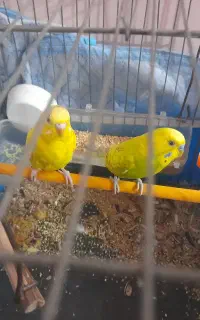 یه جفت مرغ عشق مولد