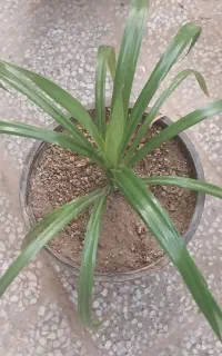 فروش گل گندمی