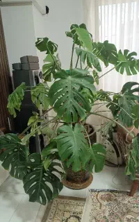 فروش گیاه مانسترا کینگ طبیعی
