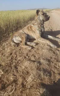 سگ گله