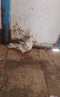 کبوتر پلنگی