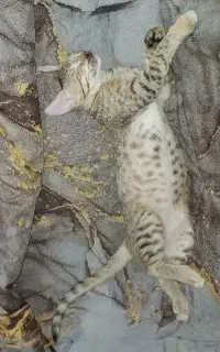 گربه ماده