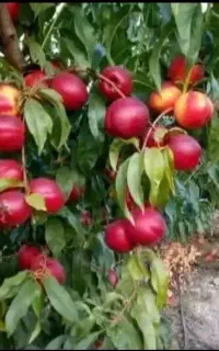 جایگزین کود شیمیایی / افزایش تناژ