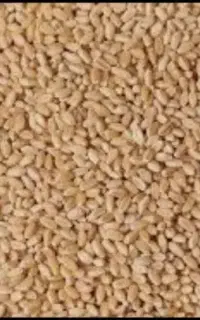 گندم به شرط نان