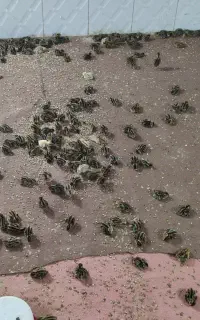 مجسمه بلدرچین جوحه