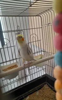 عروس هلندی نر ابلق