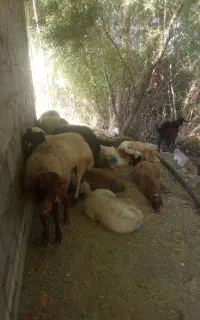 بره ماده 20عدد