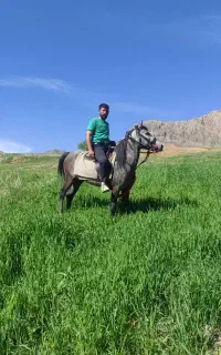 اسب نریان