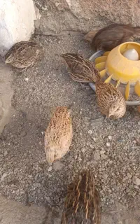بلدرچین
