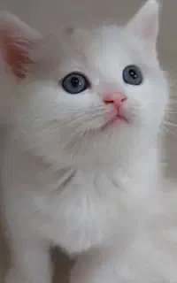 واگذاری تعدادی گربه اسکاتیش ،بریتیش ،سفید وطوسی