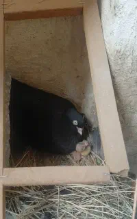 کفتر