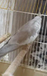 عروس هلندی پ ی دا کردم