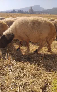 قوچ تخمی