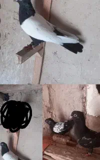 سینه سیاه