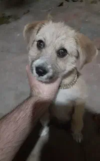 توله سگ نر نژاد پودل کراس میکس