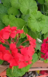 گل شمدانی خیلی بزرگ
