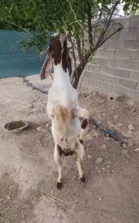 چکل درجه1گوش بلند