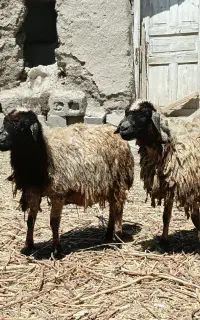 دوتا بره ماده