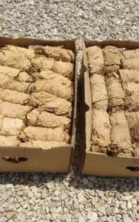 درجه یک دخترپیچ شیرین تنباکو