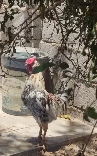 خروس گلین جوجه زیر مرغی معاوضه میشه