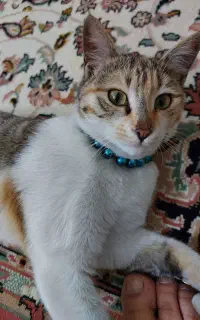واگذاری رایگان گربه