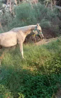 اسب