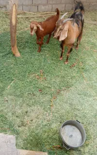 بزه چاغ یع زه داده چمل زاه هسته باگیسه چاغ