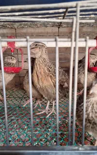 بلدرچین تخمگذار و گوشتی